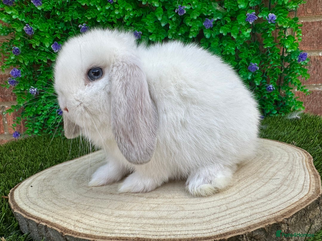 Mini Lop rabbits for sale: Stunning mini lops - Image 27
