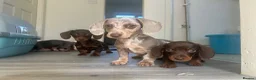 Dachshund dogs for sale: REDUCED chocolate and tan girl available NOW  - Advert 7