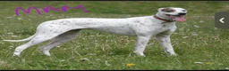 Mixed Breed dogs for sale: Saluki bull greyhound (lurcher) puppy’s  - Advert 2