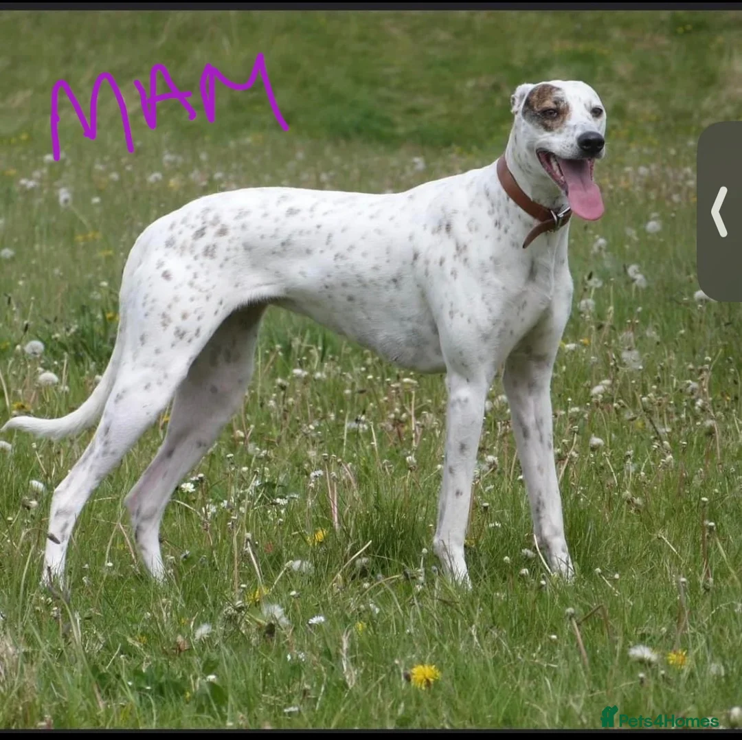 Mixed Breed dogs for sale: Saluki bull greyhound (lurcher) puppy’s  - Advert 2