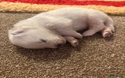 Samoyed dogs for sale: Beautiful Pure Breed Samoyed Puppies - Image 16