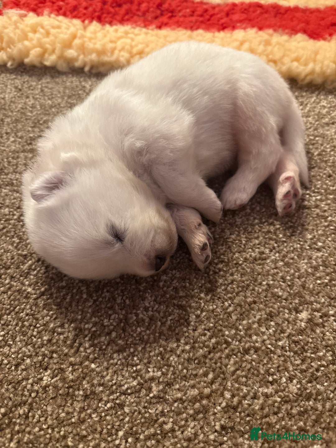 Samoyed dogs for sale: Beautiful Pure Breed Samoyed Puppies - Image 16