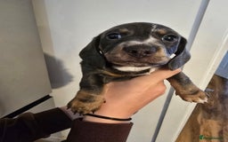 Dachshund dogs for sale: Short and long hair miniature dashund  - Image 13