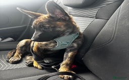 Mixed Breed dogs for sale: Shepherd Mix gorgeous girl for rehoming  - Image 5