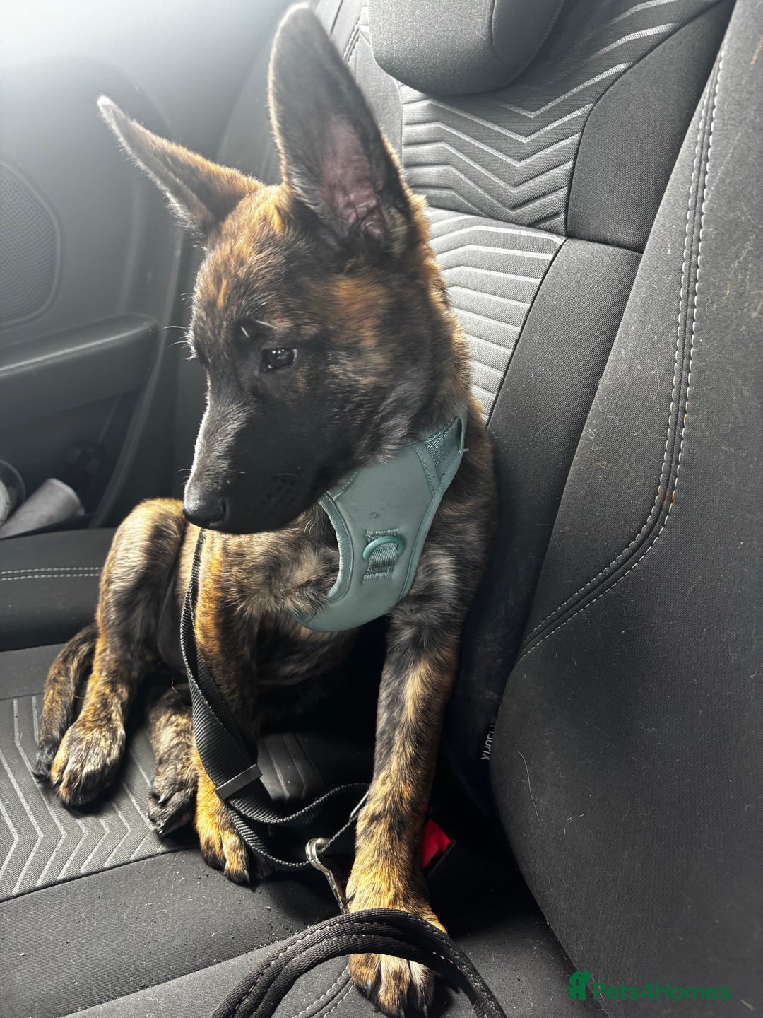 Mixed Breed dogs for sale: Shepherd Mix gorgeous girl for rehoming  - Image 5