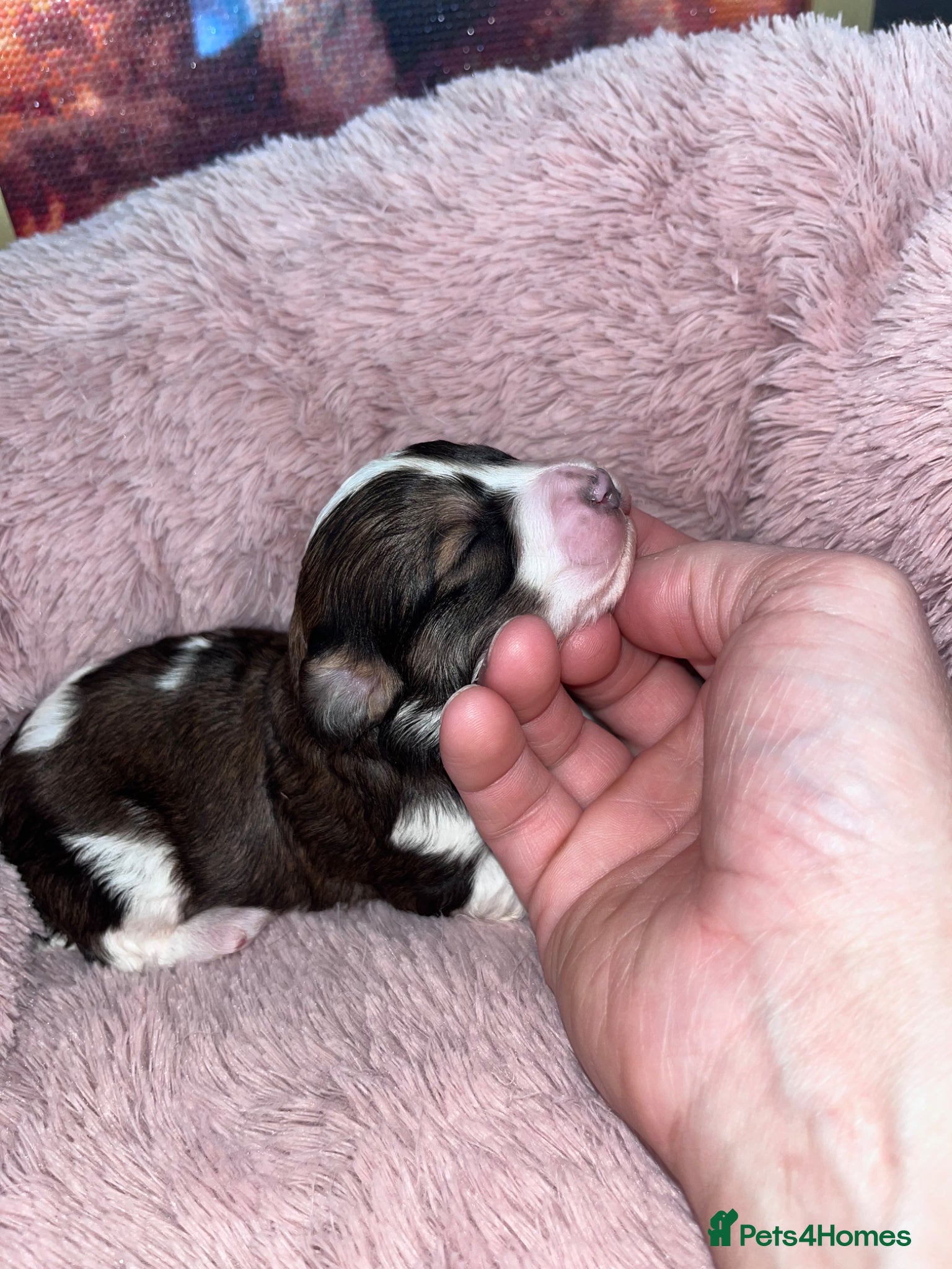 Cavapoo dogs TOY cavapoo puppies  - Advert 1