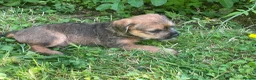 Mixed Breed dogs for sale: One male Border x Parsons russel in Glastonbury - Advert 5