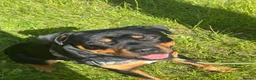 Mixed Breed dogs for sale: 10 Month-Old Rottweiler x Staffy - Advert 2
