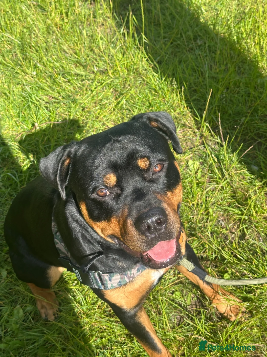 Mixed Breed dogs for sale: 10 Month-Old Rottweiler x Staffy - Advert 2