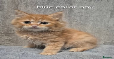 Maine Coon cats - Advert 3