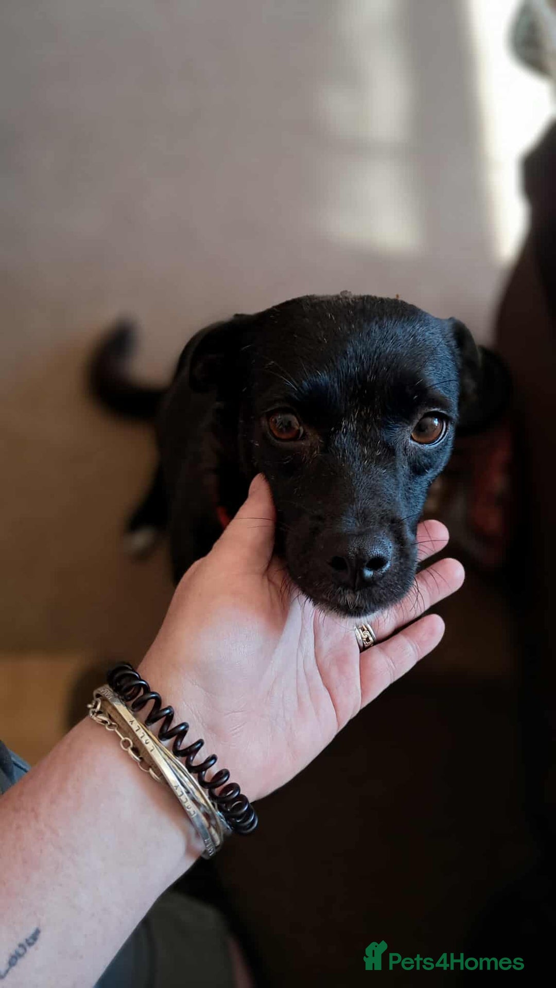 Mixed Breed dogs for adoption: Little Lucky - Image 10