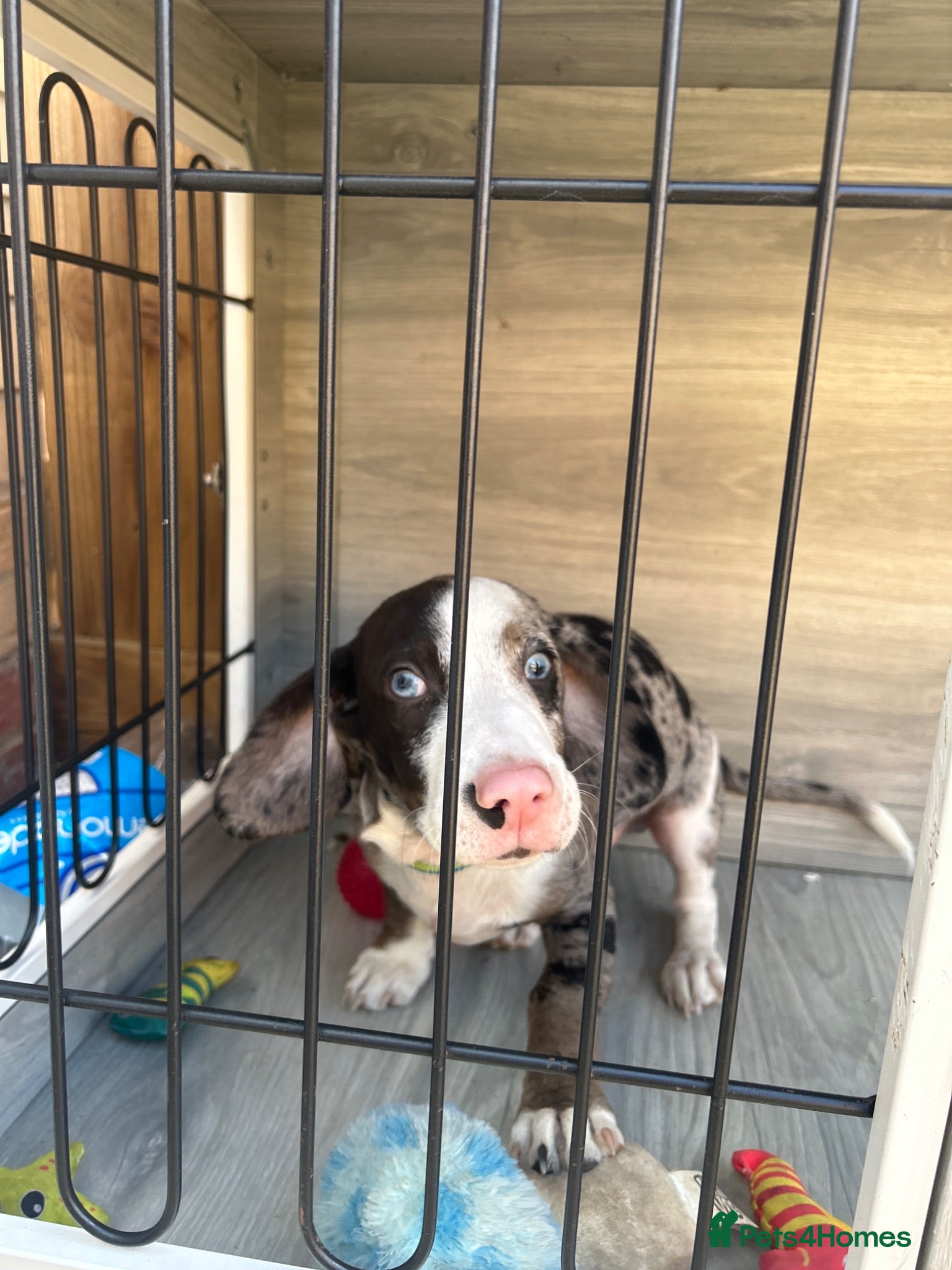 Mixed Breed dogs Boy puppy for sale  - Advert 11
