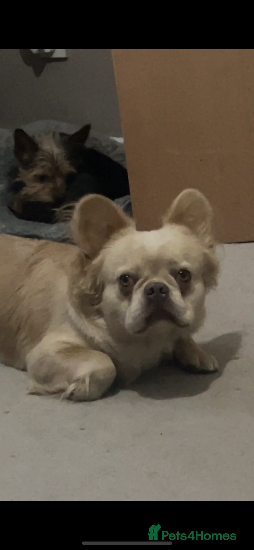 French Bulldog dogs for sale: Male fluffy French bulldog  - Advert 1