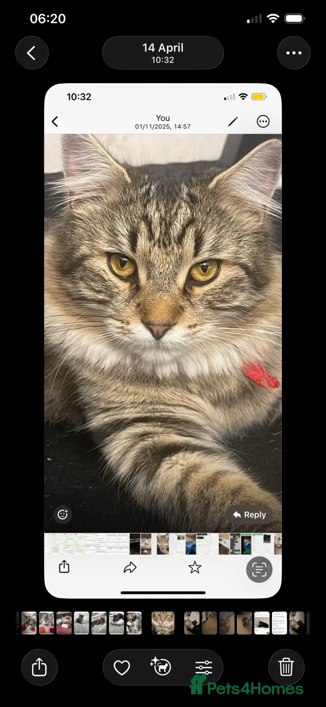Mixed Breed cats for sale: 2 gorgeous cats for adoption  - Advert 4