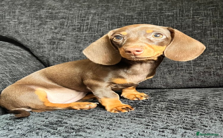 Miniature Dachshund dogs - Advert 14