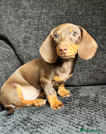 Miniature Dachshund dogs - Advert 14