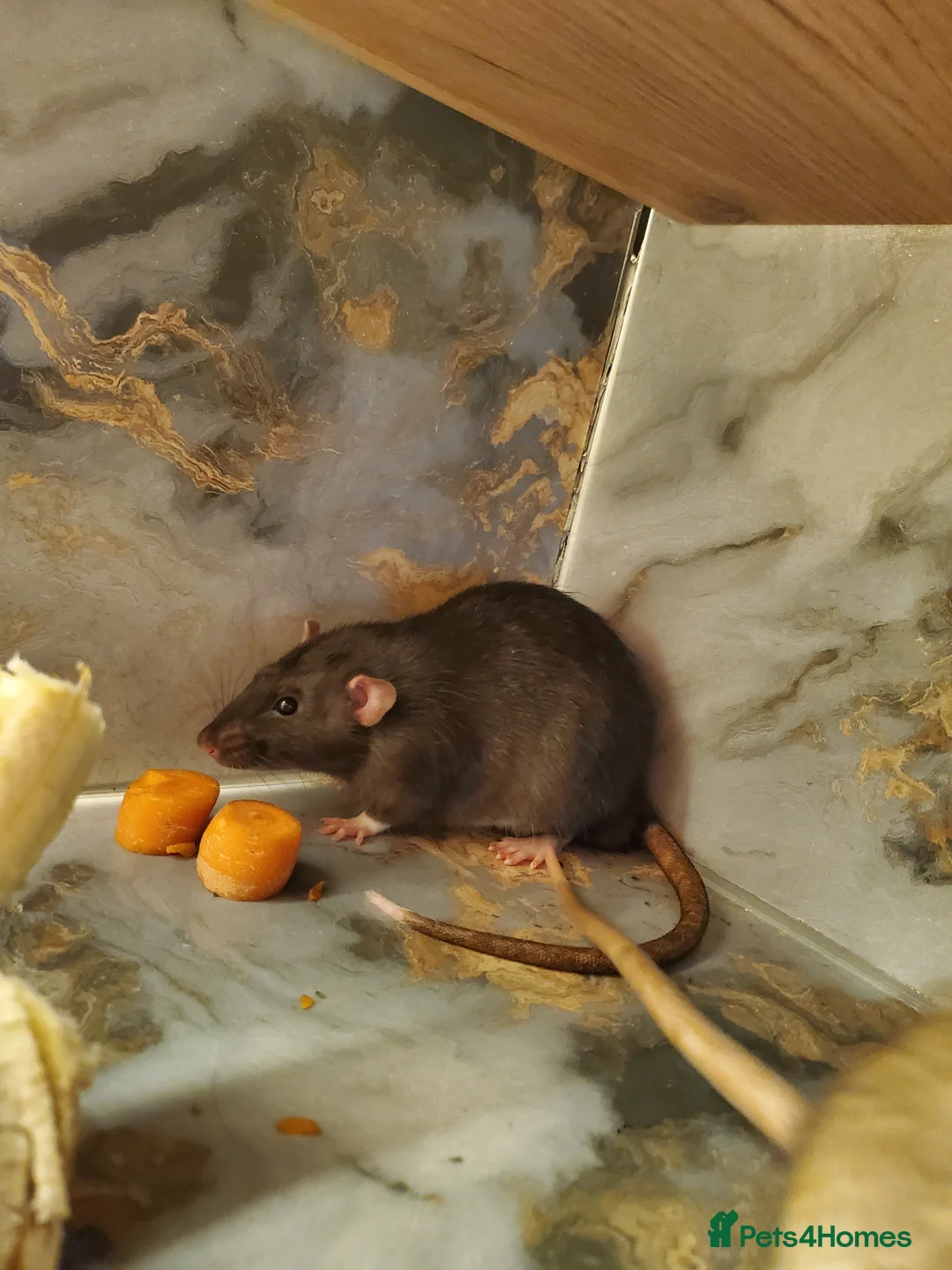 Rat rodents for sale: Two rats for sale in Scunthorpe - Advert 2