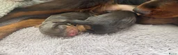 Cocker Spaniel dogs for sale: KC WORKING COCKER SPANIELS  - Advert 6