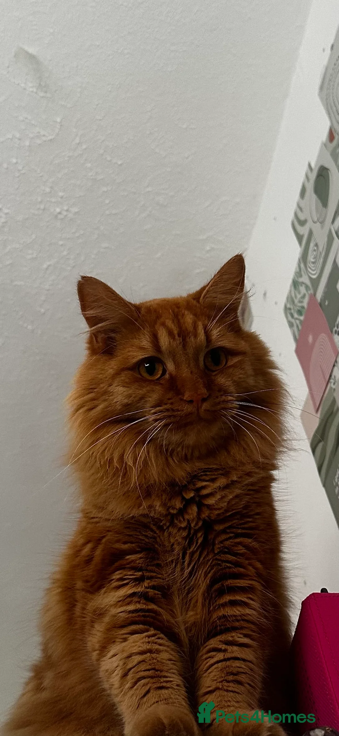 Mixed Breed cats for sale: Beautiful boy for rehoming - Advert 8