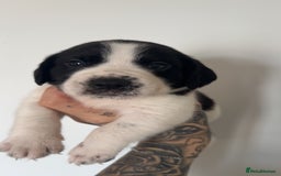 Mixed Breed dogs for sale: Litter of 9 healthy pups  - Image 6