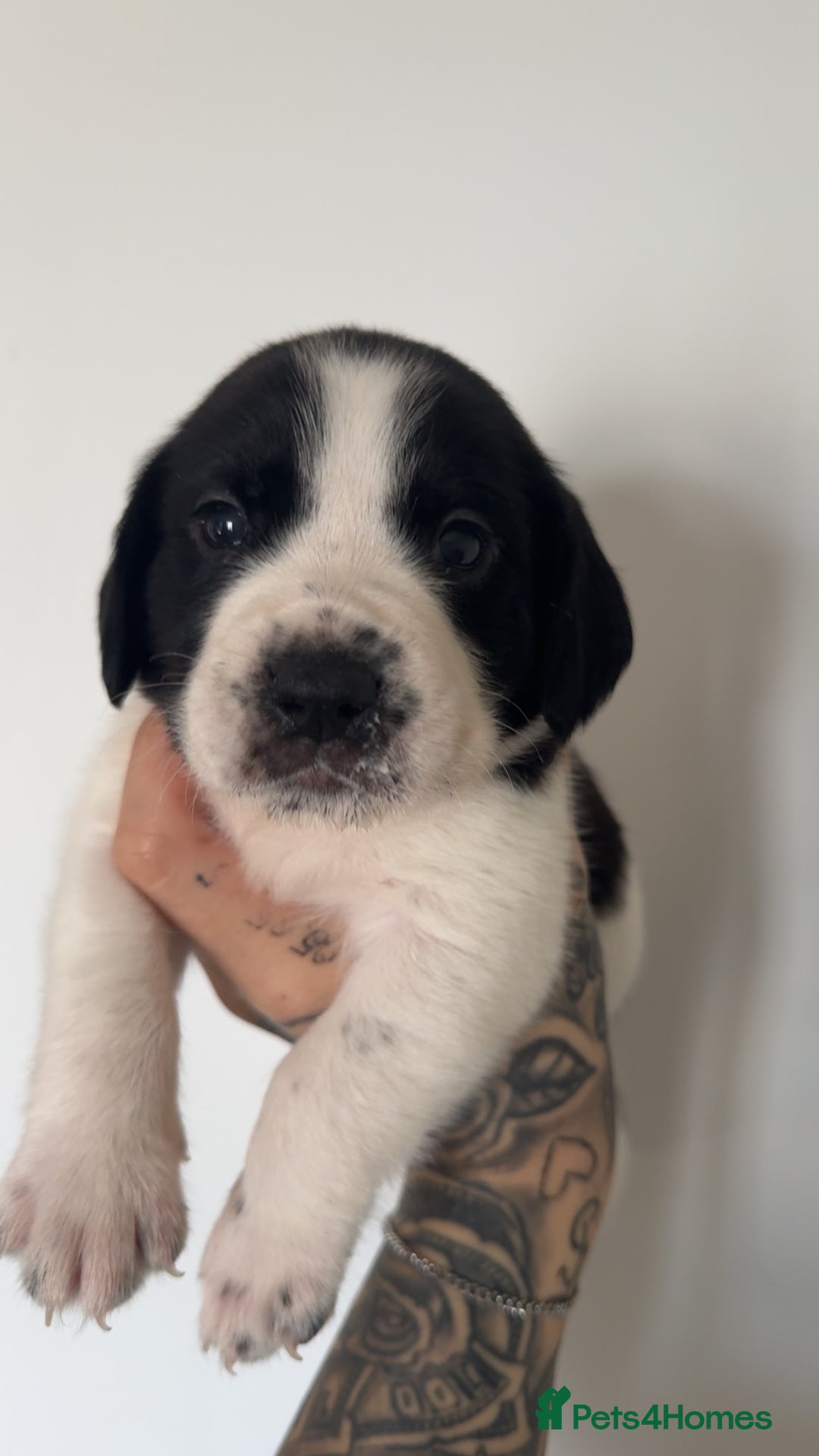 Mixed Breed dogs for sale: Litter of 9 healthy pups  - Image 6