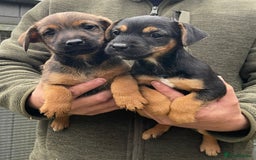 Jack Russell dogs for sale: 🔥Jack Russell Pups Available🔥 - Image 6