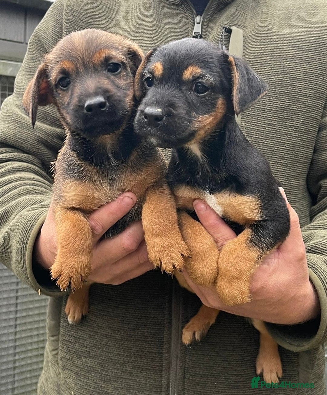 Jack Russell dogs for sale: 🔥Jack Russell Pups Available🔥 - Image 6