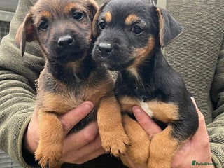 Jack Russell dogs - Advert 14