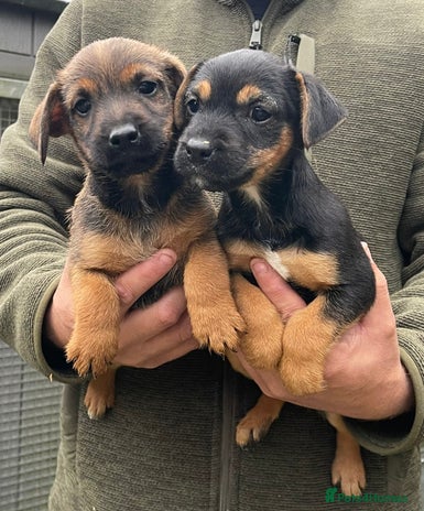 Jack Russell dogs - Advert 1