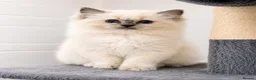 Ragdoll cats for sale: Kittens Ragdoll  in Stockport - Advert 4
