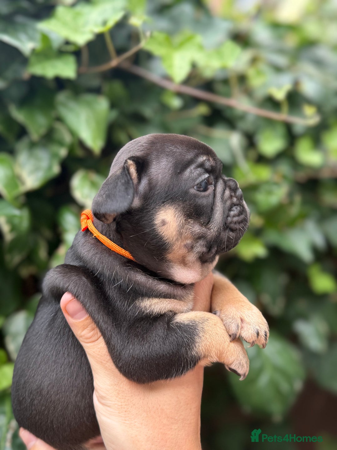 French Bulldog dogs for sale: French bulldog puppies for sale - Image 7
