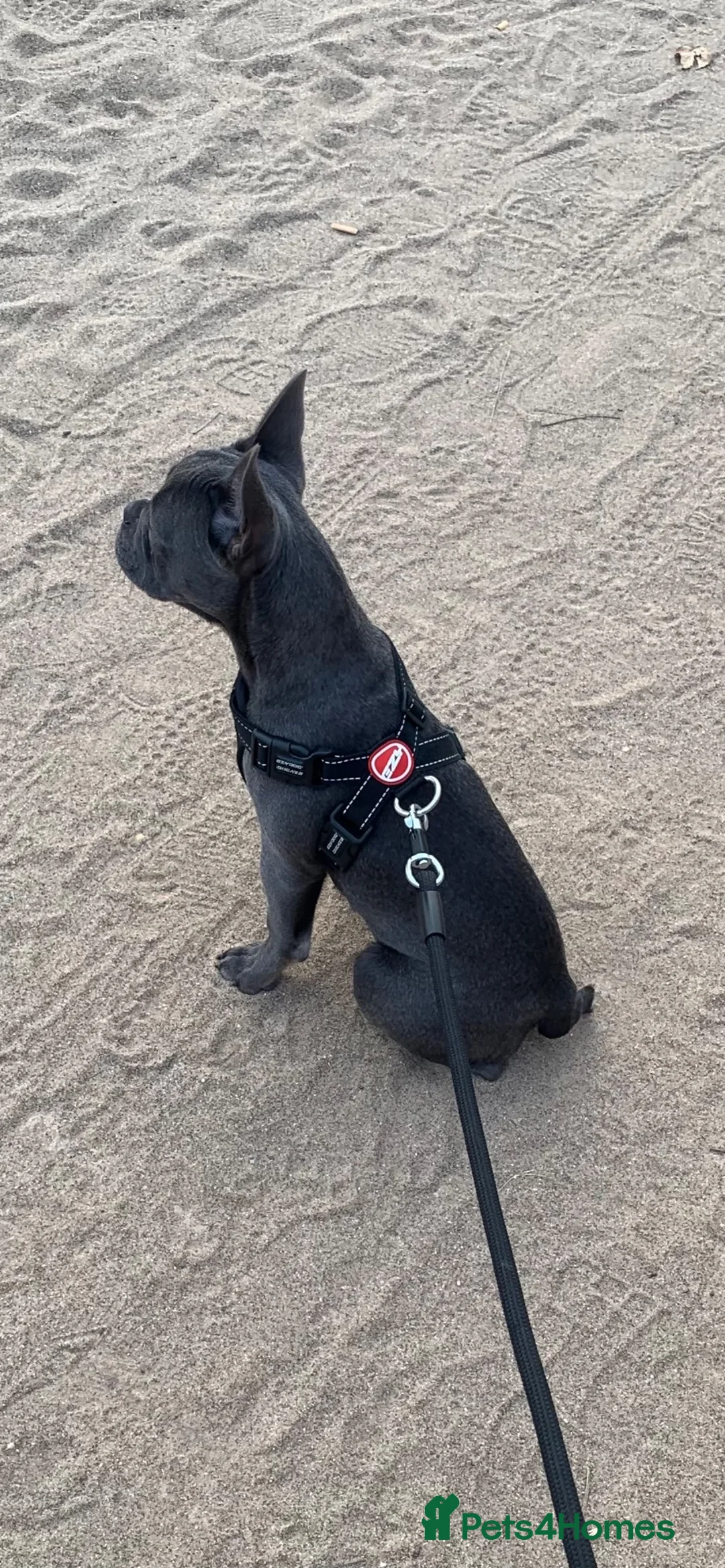 French Bulldog dogs for sale: Luna beautiful blue frenchie  - Advert 2