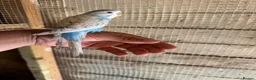 Budgerigars birds for sale: Budgies for sale £40 each collection mk404nn - Advert 2