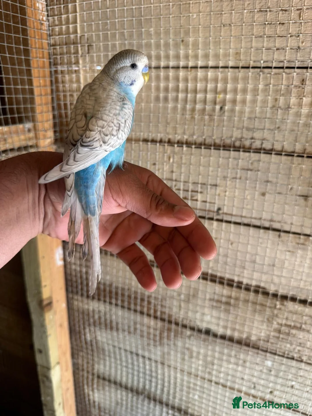 Budgerigars birds for sale: Budgies for sale £40 each collection mk404nn - Advert 2