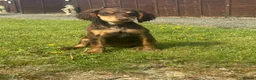 Sprocker dogs for sale: Stunning rare Sable girl :DNA clear parents - Advert 13