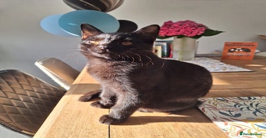British Shorthair cats - Advert 11