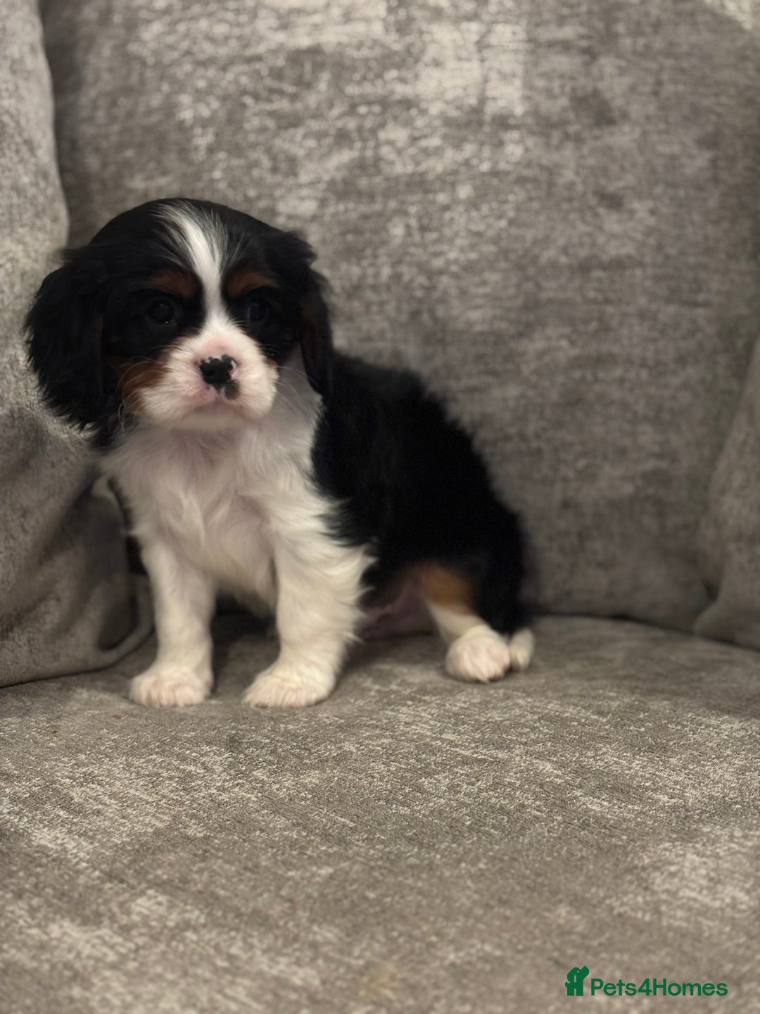 Cavalier King Charles Spaniel dogs for sale: CAVALIER KING CHARLES SPANIEL PUPPIES - Advert 3