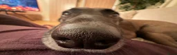 Mixed Breed dogs for sale: 6 year old rescue for rehome - Advert 3