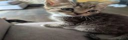 British Shorthair cats for sale: British short hair Savannah X  - Advert 4