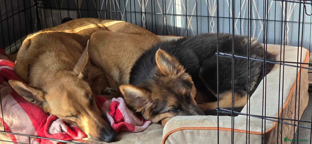 Mixed Breed dogs for sale: Gerberian Shepsky boy for sale - Image 9