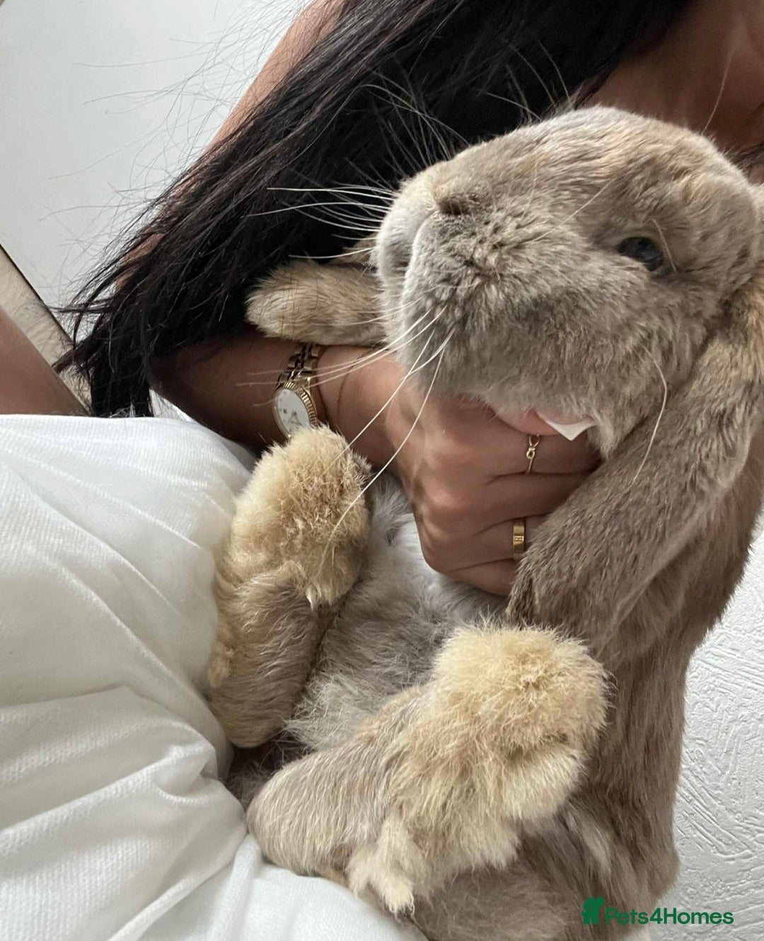 French Lop rabbits for sale: French Lop Bunny - Advert 1