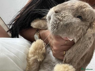 French Lop rabbits French Lop Bunny - Advert 5