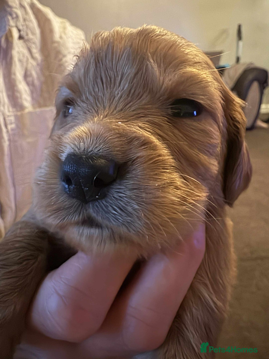 Cockapoo dogs for sale: Stunning litter of cockapoos  - Advert 31