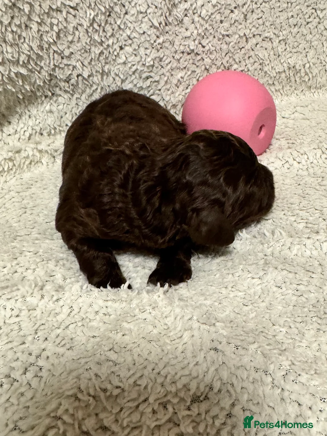 Cockapoo dogs for sale: Stunning F1bb toy cockerpoo puppies - Advert 21