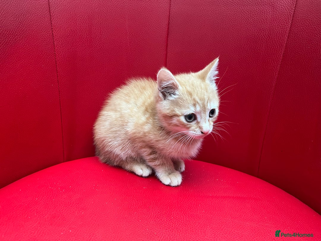 Mixed Breed cats for sale: Ginger Boy looking for a loving home. - Advert 11