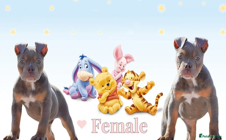 Old Tyme Bulldog dogs - Advert 1