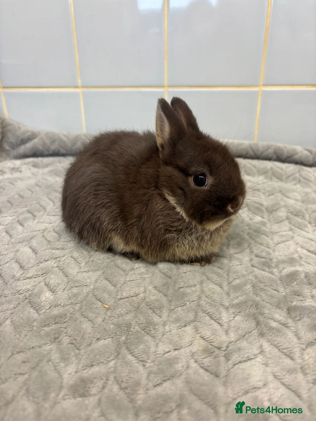 Netherland Dwarf rabbits for sale: three stunning Netherland w dwarf  - Advert 2