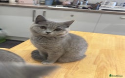 British Shorthair cats for sale: Gorgeous British Shorthair Kittens Chunky, Loving  - Image 16