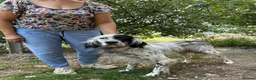 English Setter dogs for adoption: Roy   in Alfreton - Advert 4