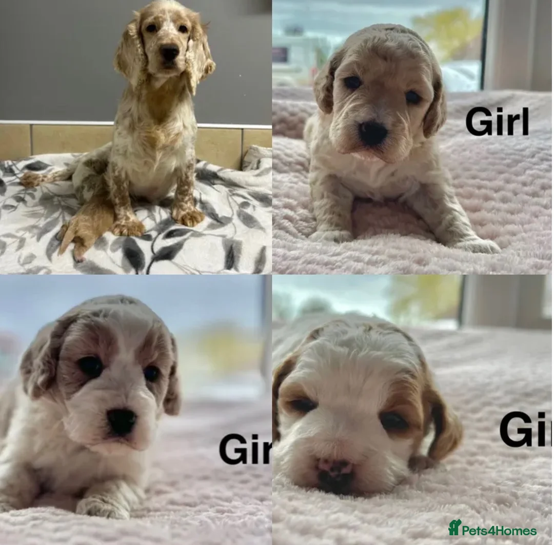 Cockapoo dogs for sale: Stunning cockapoo boys and girls ready now  - Advert 7